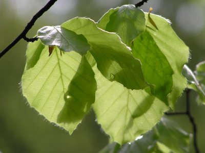 20070403.JPG