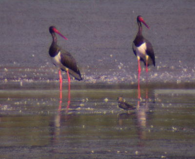Svartstork
