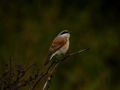 Trnskata