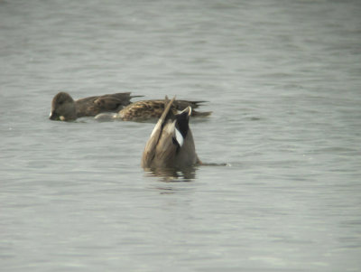 The typical digiscoping DIP