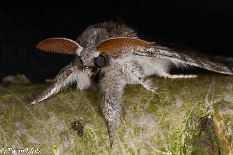 meriansborstel Calliteara pudibunda