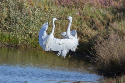 kleine zilverreiger
