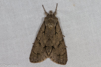 drietand Acronicta tridens of psi-uil Acronicta psi