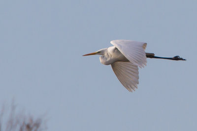 grote zilverreiger