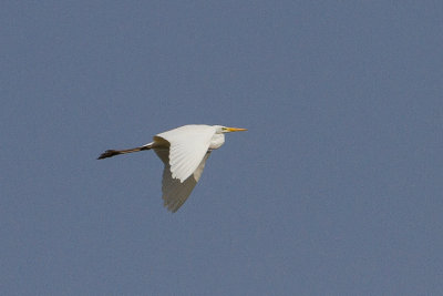 Grote zilverreiger
