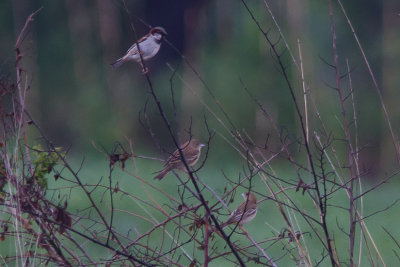 Huismus en ?Ortolaan