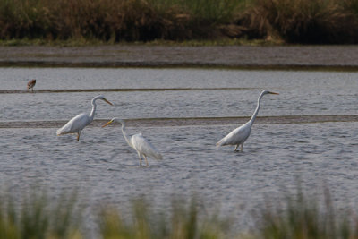 grote zilverreiger