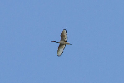 heilige ibis