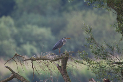 Blauwe reiger
