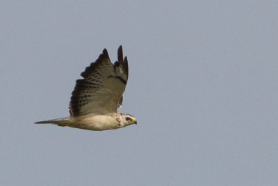 buizerd