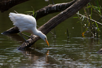 koereiger