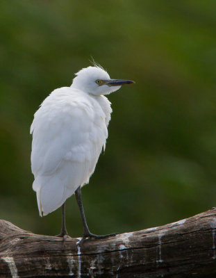 koereiger