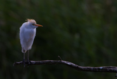 koereiger