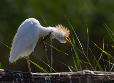 koereiger