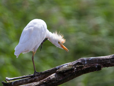 koereiger