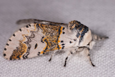 wilgenhermelijnvlinder