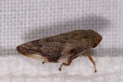 ?Cicade
