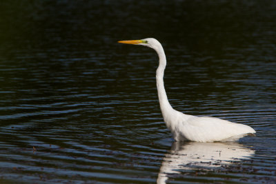 Grote zilverreiger