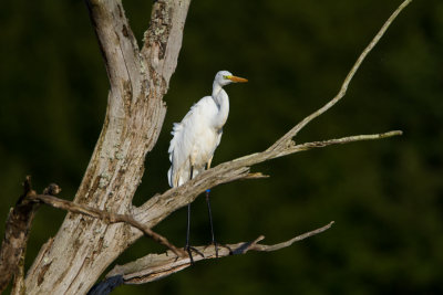 Grote zilverreiger