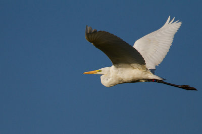 Grote zilverreiger