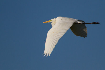Grote zilverreiger