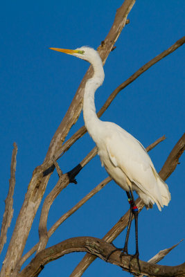 grote zilverreiger