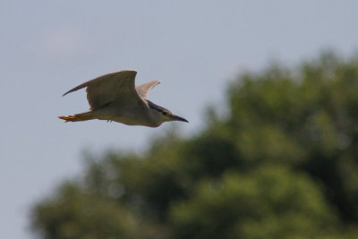 kwak