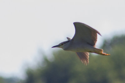 kwak