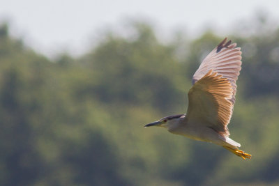 kwak