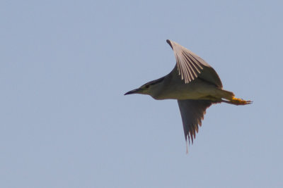 kwak