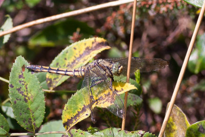 ?libelle