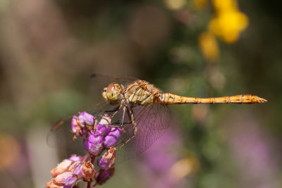 ?libelle