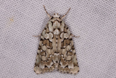 groene korstmosuil