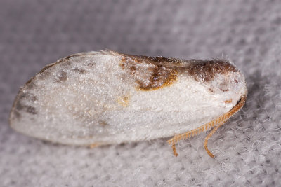 witte eenstaart