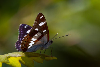 blauwe ijsvogelvlinder