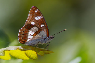blauwe ijsvogelvlinder