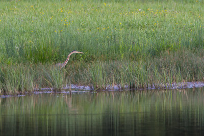 purperreiger