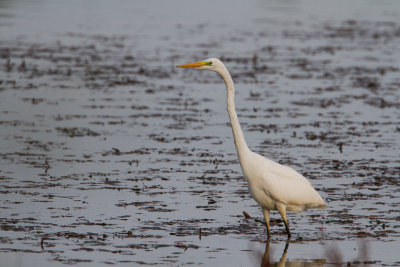 grote zilverreiger