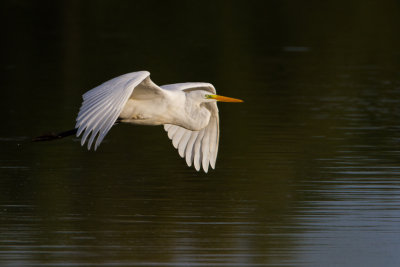 grote zilverreiger