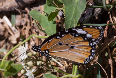 kleine monarchvlinder