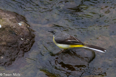 Grote gele kwikstaart, Motacilla cinerea