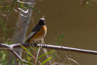 Gekraagde roodstaart, Phoenicurus samamisicus