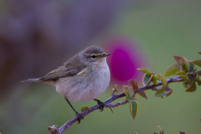 Bergfluiter, Phylloscopus bonelli