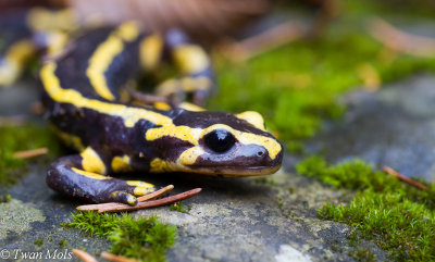 vuursalamander (Salamandra salamandra)