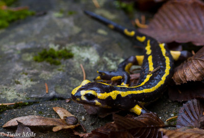 vuursalamander (Salamandra salamandra)