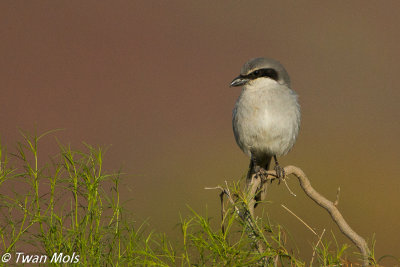 Canarische woestijnklapekster (Lanius koenigi)