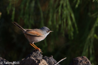 Brilgrasmus (Sylvia conspicillata)