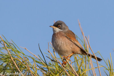 Brilgrasmus (Sylvia conspicillata)