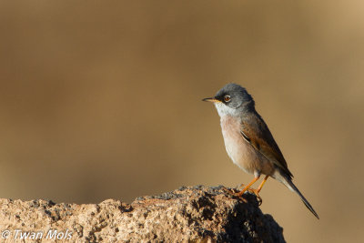 Brilgrasmus (Sylvia conspicillata)