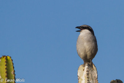 Canarische woestijnklapekster (Lanius koenigi)